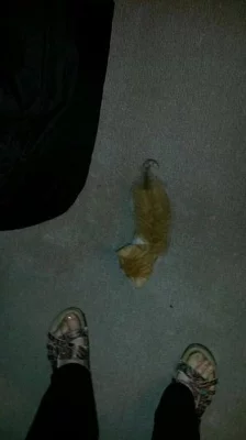 Daruji malého kocourka, 4 týdny