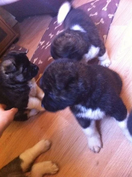 Americká Akita puppys