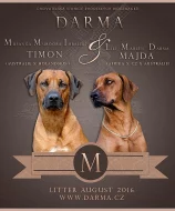 Rhodesian ridgeback s PP (FCI)