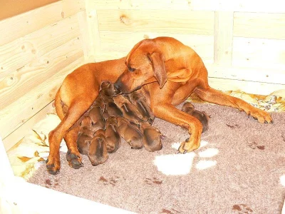 Rhodesian ridgeback s PP (FCI)
