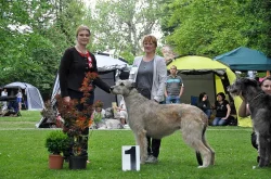 Irský vlkodav