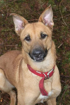 Malinois (Belgický ovčák)