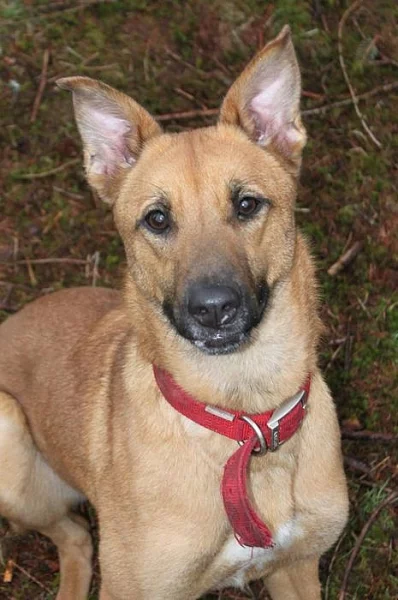 Malinois (Belgický ovčák)