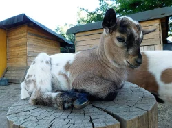 Kozlík Holandská zakrslá koza kůzlátko