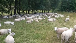 Ovce texel Prodám do chovu Jehnice texel v Bio kvalitě