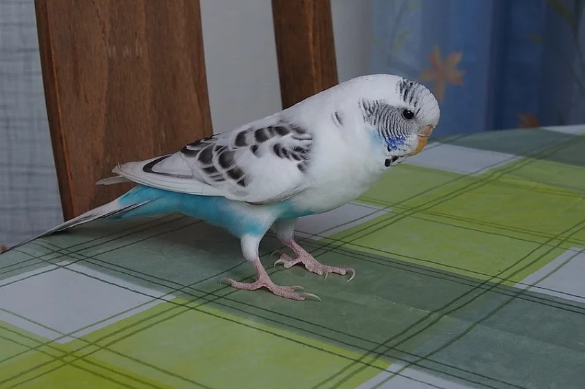daruji krásnou modrobílou andulku