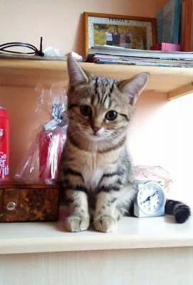 Whiskas kočičky