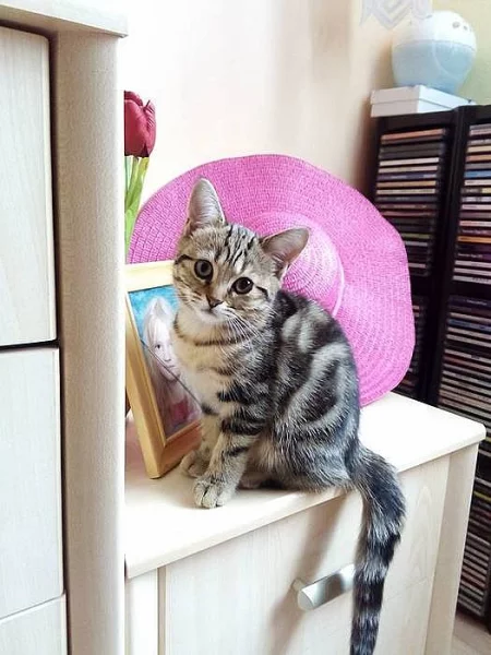 Whiskas kočičky