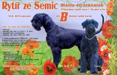 Velký knírač černý - štěňátka (pejsci) s PP