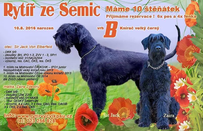 Velký knírač černý - štěňátka (pejsci) s PP