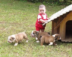 Vysoce kvalitní Anglický buldok štěňata