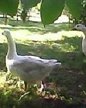 Husa bílá domácí