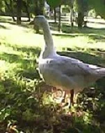 Husa bílá domácí