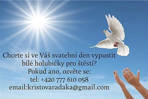Zapůjčení bílých holubů na svatbu