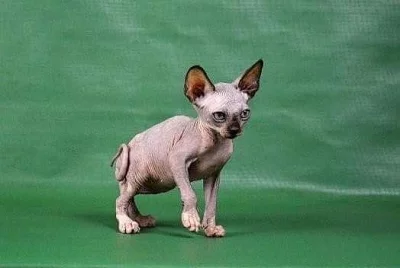 Koťátko - kocourek Sphynx