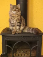 Daruji koťátka