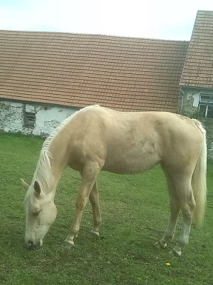 Prodám 2 letou klisnu s PP