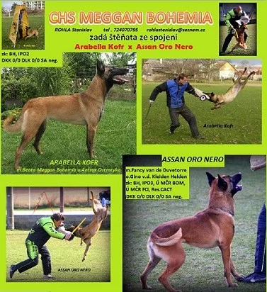 Belgický ovčák Malinois - štěňata prodej