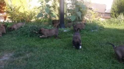 Belgický ovčák Malinois - štěňata prodej