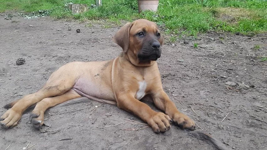 Tosa-inu bez PP