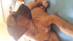 Tosa-inu bez PP