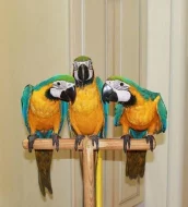 1,1 ARA ARARAUNA