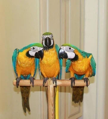 1,1 ARA ARARAUNA