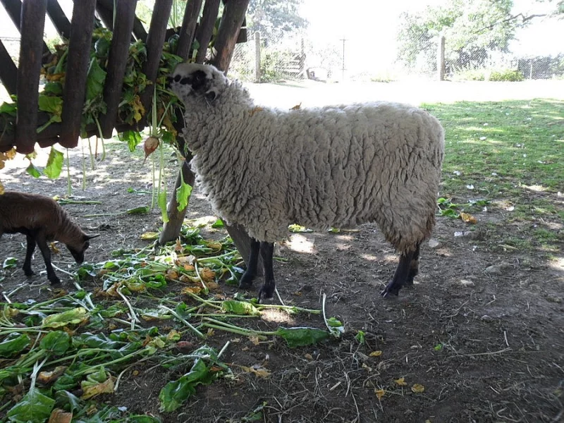 Ovečka