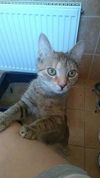 Úžasná Sisinka hledá domov