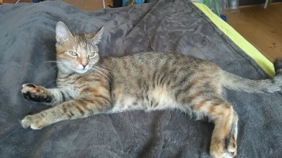 Úžasná Sisinka hledá domov