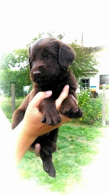 Hnědí pejsci flat coated retrievera