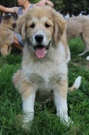 Kavkazský pastevecký pes s PP štěně