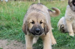 Kavkazský pastevecký pes s PP štěně