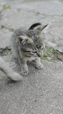 Daruji koťátka