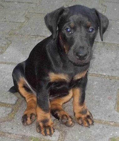 JAGDTERIÉR FENKA