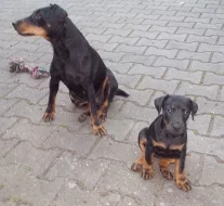 JAGDTERIÉR FENKA