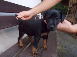 JAGDTERIÉR FENKA