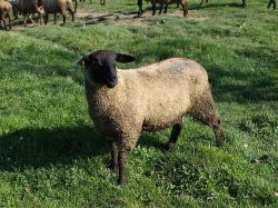 prodám ovce  a jehňata plemene suffolk