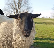 prodám ovce  a jehňata plemene suffolk