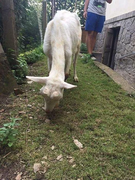 Koza a dva kozlíci
