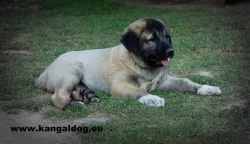 Anatolský pastevecký pes - Kangal