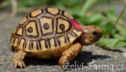 ŽELVY PARDÁLÍ – vlastní odchov!