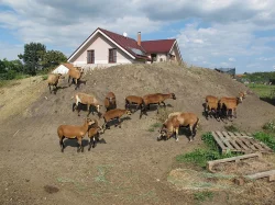 Kamerunské ovce