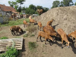 Kamerunské ovce