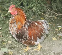 prodám kohoutky Vyandotek zdrobnělých
