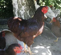 prodám kohoutky Vyandotek zdrobnělých