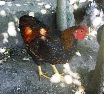 prodám kohoutky Vyandotek zdrobnělých