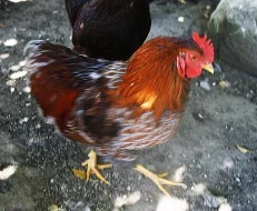 prodám kohoutky Vyandotek zdrobnělých
