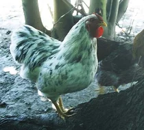 prodám kohoutky Vyandotek zdrobnělých