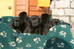 Labrador - černá štěňátka